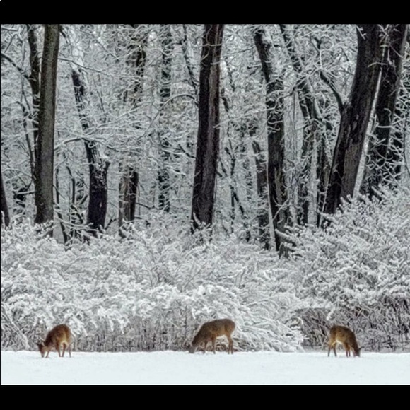 Meet your Posher, Bonny - Picture 1 of 1